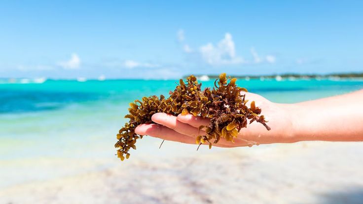 Todo lo que tenés que saber sobre el sargazo en el Caribe: Temporadas, mitos y  &hellip;